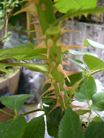 e0025872_18245583.jpg