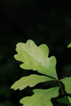 b0109289_912366.jpg