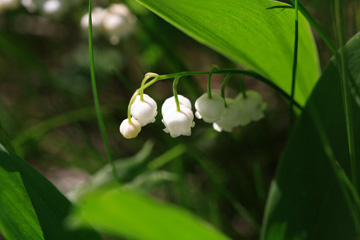 b0109289_924539.jpg