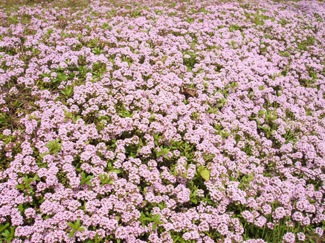 e0117805_169211.jpg