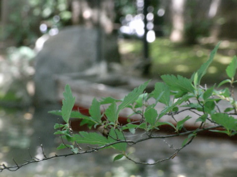 e0063317_10374015.jpg