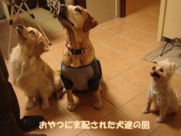 c0087521_1517150.jpg