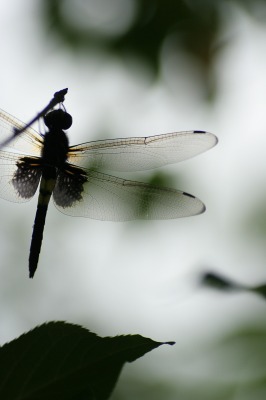 f0042548_0323231.jpg