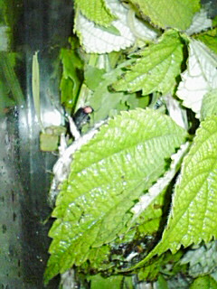 f0096948_21455219.jpg