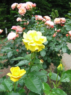 a0094449_2023883.jpg