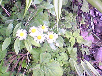 c0024265_118211.jpg