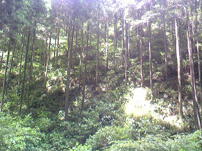 c0024265_118929.jpg