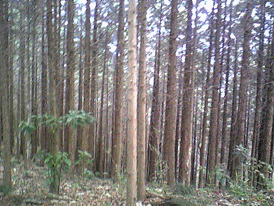 c0024265_1202944.jpg