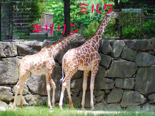 e0020166_1337148.jpg