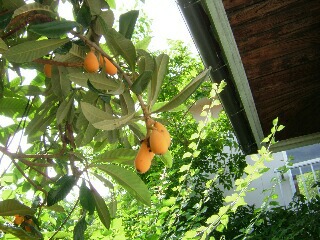 f0121167_2335496.jpg