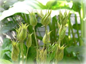 e0099905_12384792.jpg