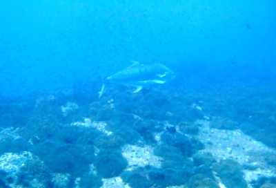 e0027447_12363525.jpg
