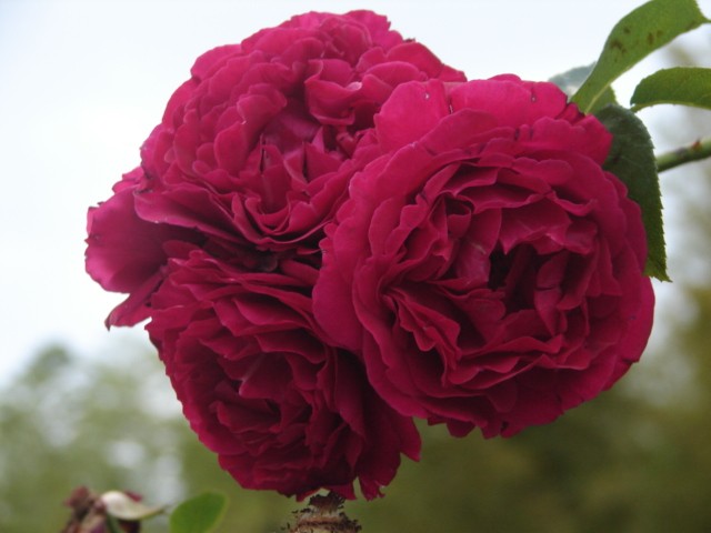 b0061261_1273593.jpg