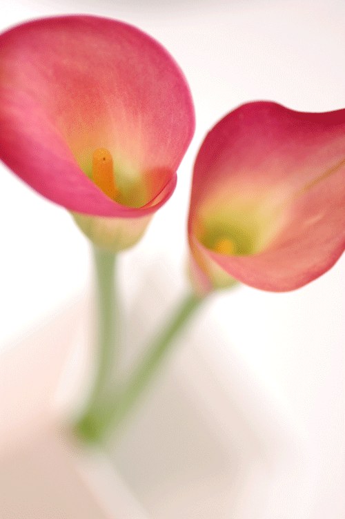カラー ピロートーク 花の図書館