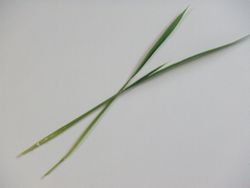 e0039100_0503329.jpg