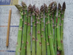 a0053203_1015407.jpg