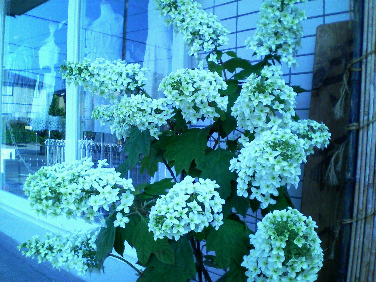 d0000607_160518.jpg