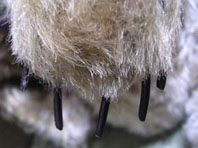 c0111410_532393.jpg