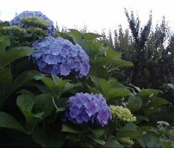 f0068511_20221481.jpg