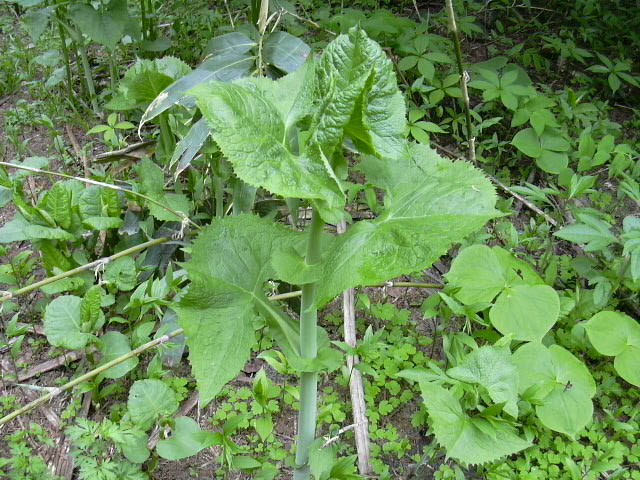f0137616_21295231.jpg