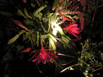 f0128723_15565.jpg
