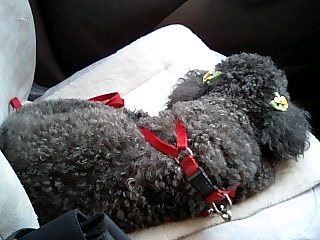 c0117239_094599.jpg