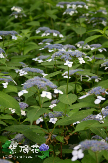 c0046340_18474350.jpg