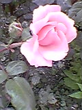 d0109373_18271623.jpg