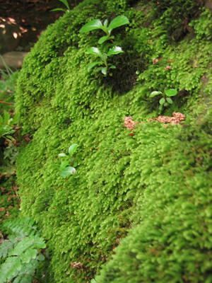 e0023086_1124412.jpg