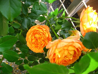 e0014801_12355230.jpg