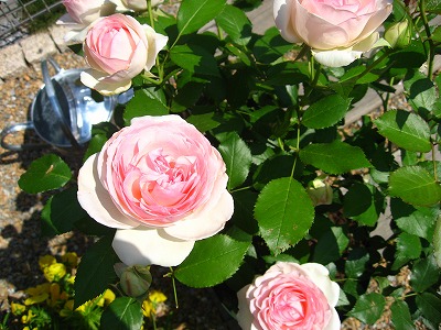 e0014801_1261948.jpg