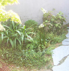 c0056707_1751496.jpg