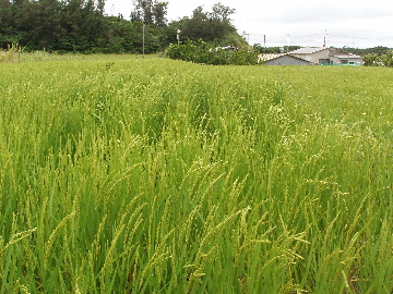 e0071811_21163293.jpg
