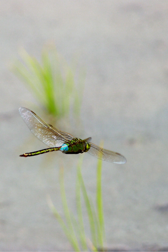 d0085715_23553292.jpg