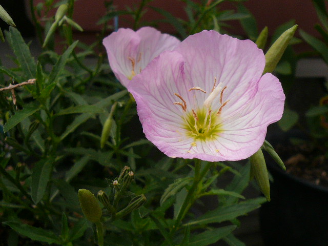 e0026017_1454257.jpg
