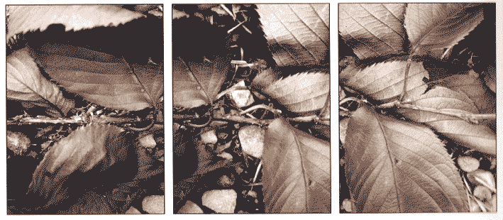 e0111719_19354.gif