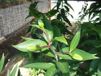 f0008935_19294941.jpg