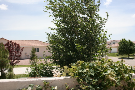 e0104941_4433241.jpg