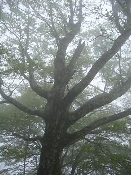 f0065941_1751733.jpg