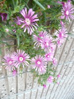 e0080345_8543283.jpg