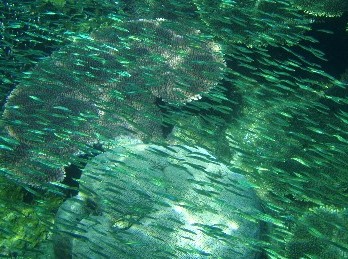 c0032256_12253137.jpg
