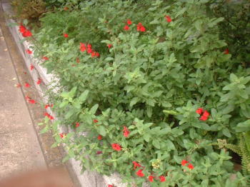 a0085663_037735.jpg