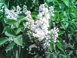 e0120466_014229.jpg
