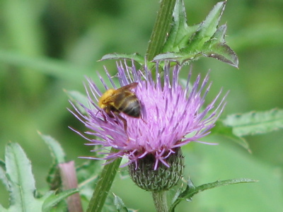 d0050472_20194491.jpg