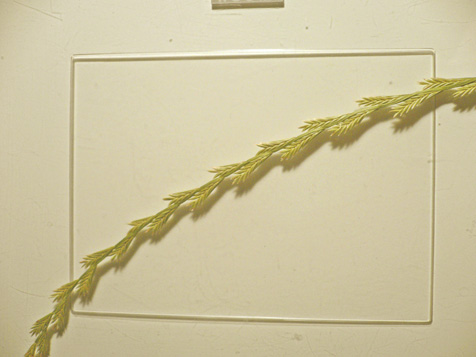 e0112077_213813.jpg