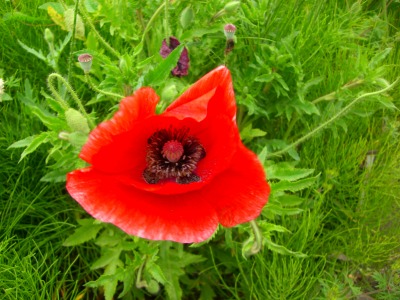 c0078480_17355586.jpg
