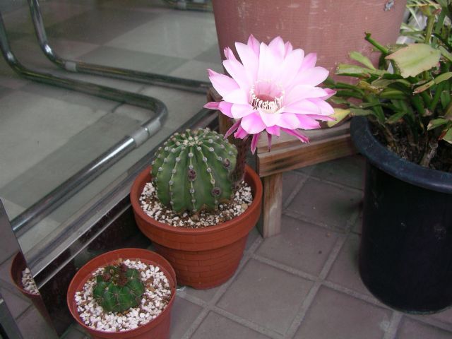 b0062687_20304667.jpg