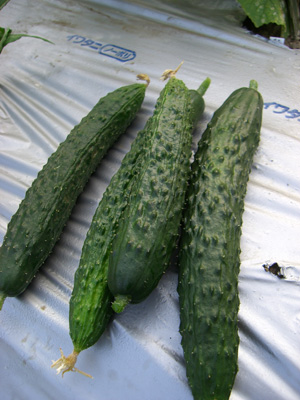 f0070493_2011080.jpg
