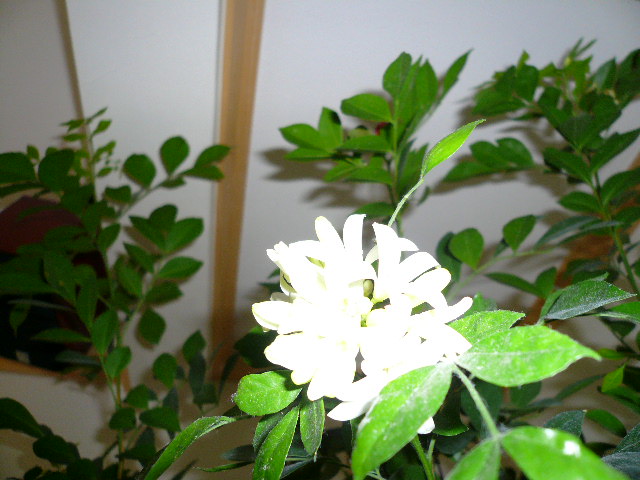 e0028401_1113359.jpg