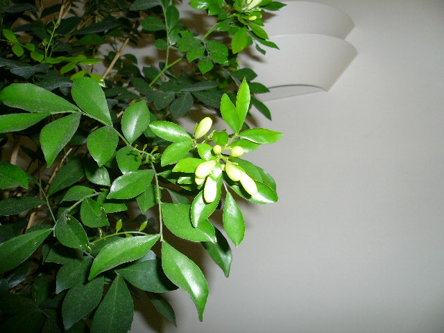 e0028401_1115970.jpg